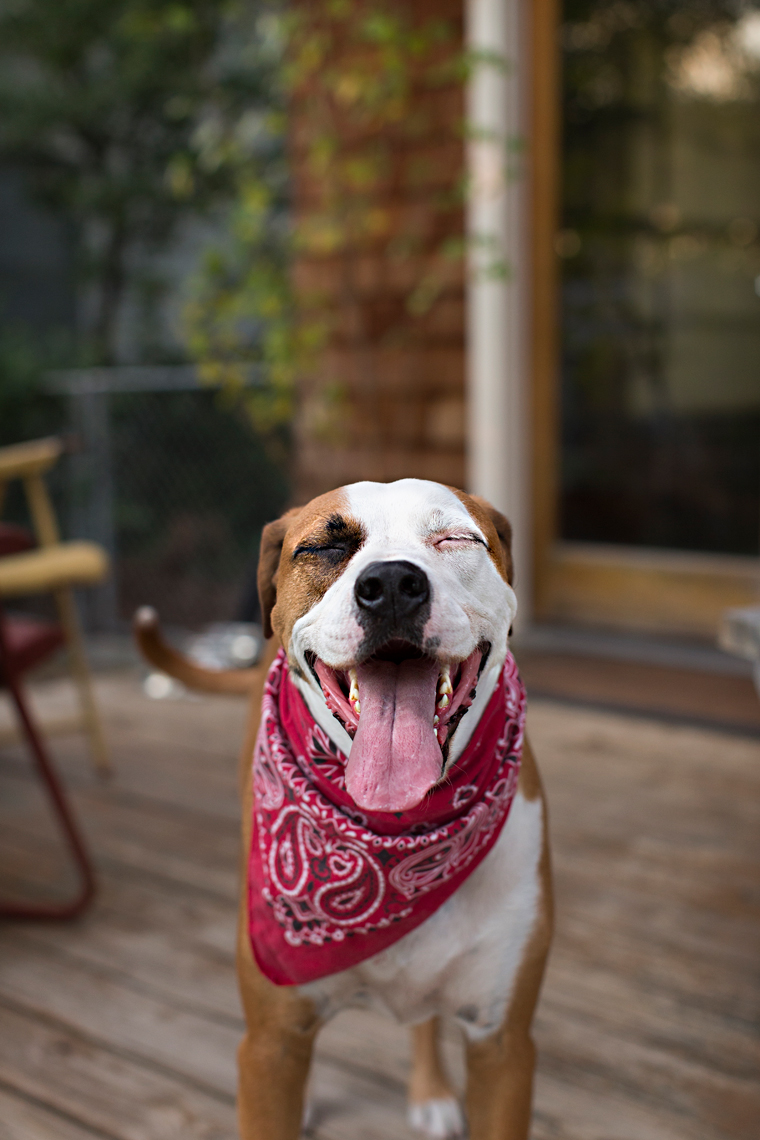 NicoleMlakar_WynnMyersDogs_092513_013